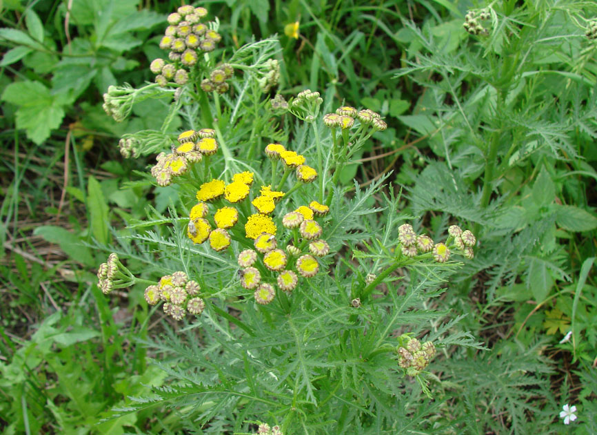 Изображение особи Tanacetum boreale.