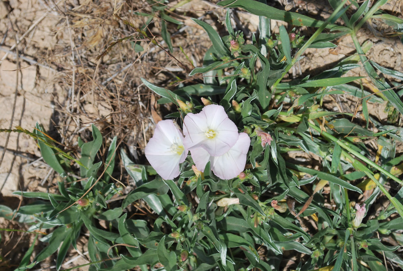 Image of Convolvulus lineatus specimen.