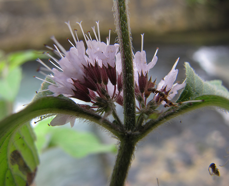 Image of Mentha aquatica specimen.