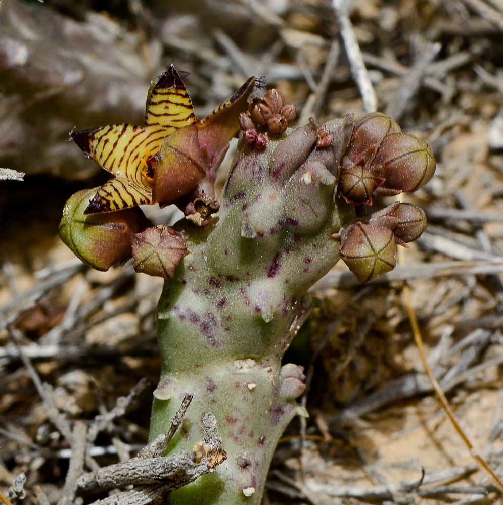 Изображение особи Caralluma europaea.