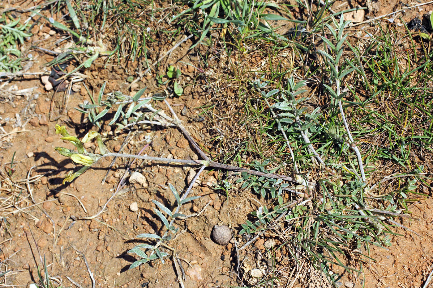 Image of Astragalus bossuensis specimen.