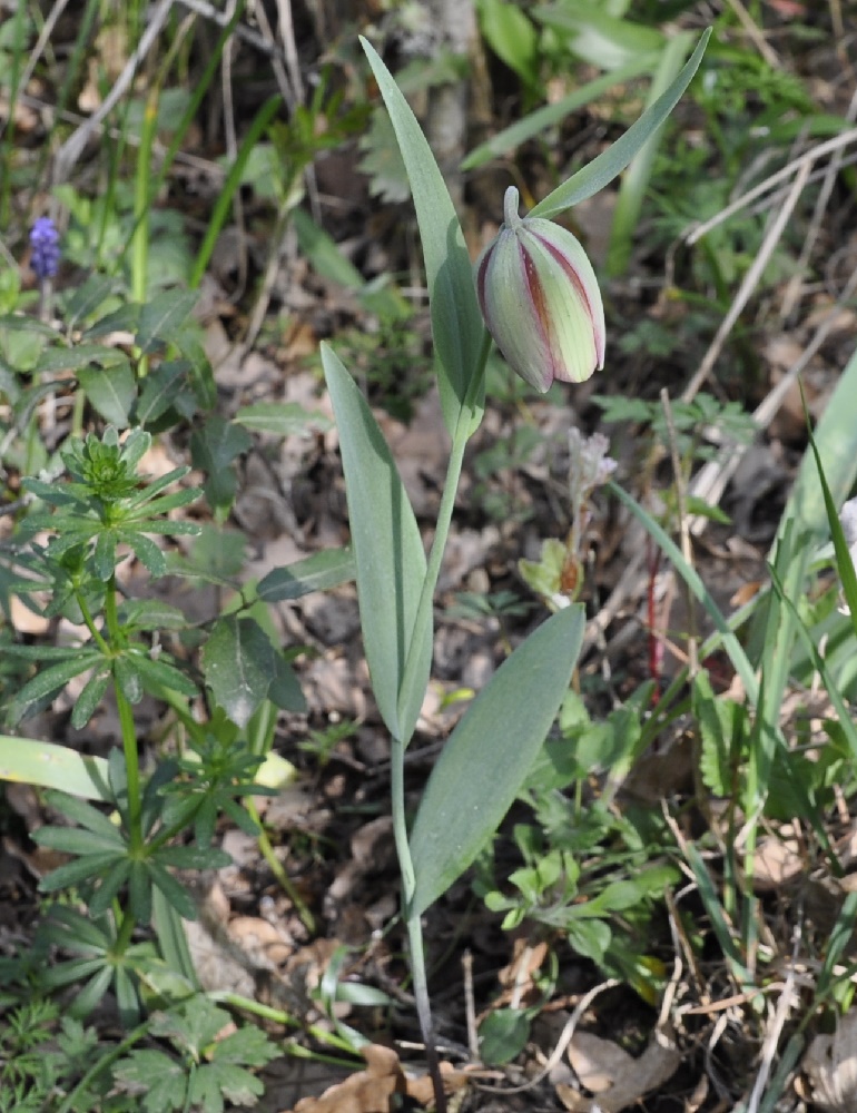 Изображение особи Fritillaria gussichiae.