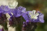 Limonium sinuatum