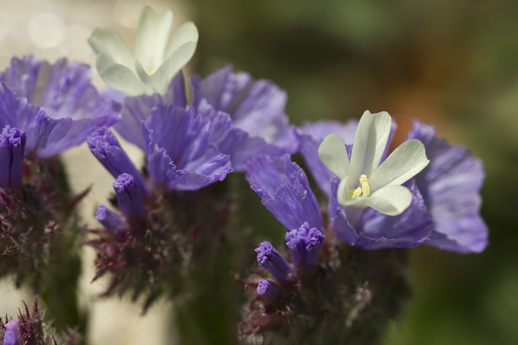 Изображение особи Limonium sinuatum.