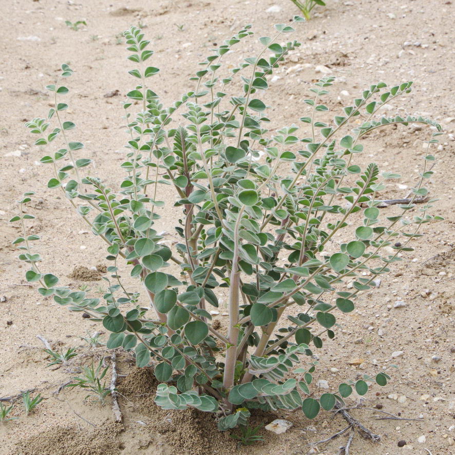 Изображение особи Astragalus lehmannianus.