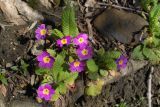 Primula vulgaris. Цветущее растение. Краснодарский край, Большой Сочи, окр. пос. Каткова Щель. 28.03.2007.