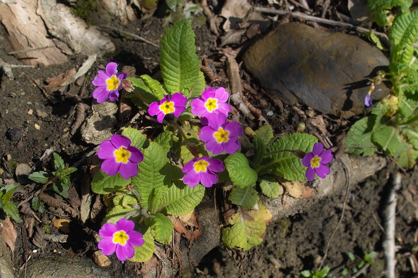 Изображение особи Primula vulgaris.