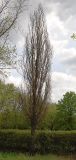 Quercus robur f. fastigiata