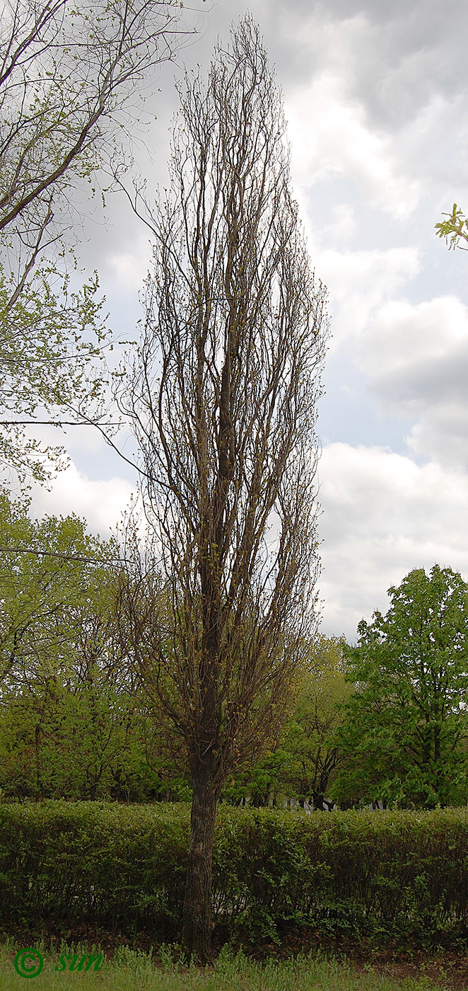 Изображение особи Quercus robur f. fastigiata.