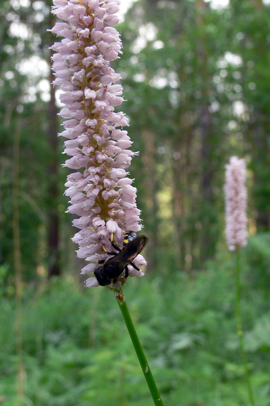 Изображение особи Bistorta officinalis.