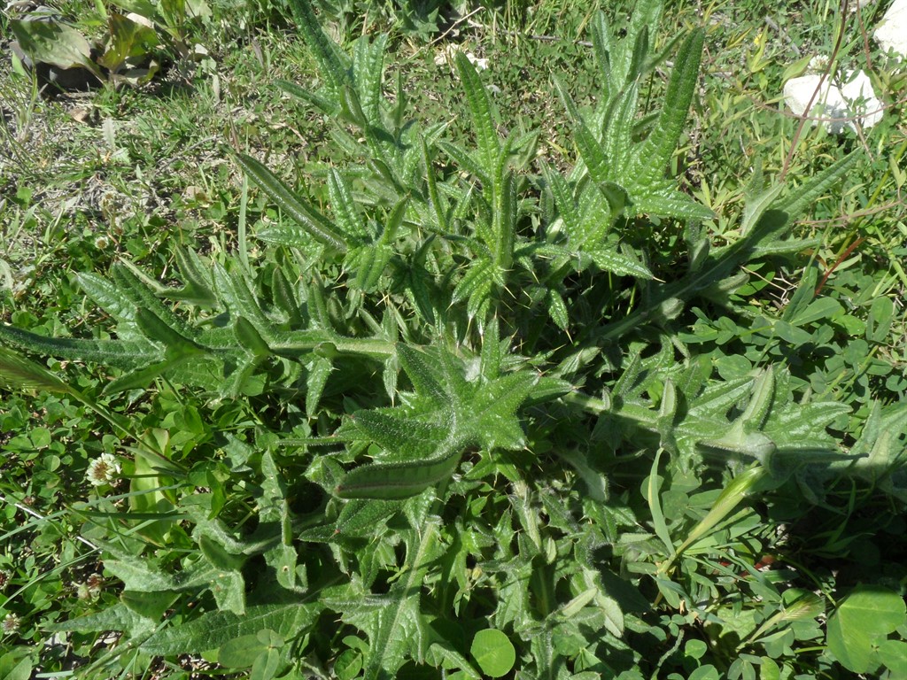 Изображение особи род Cirsium.