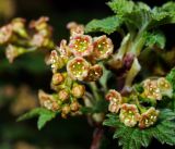 Ribes rubrum