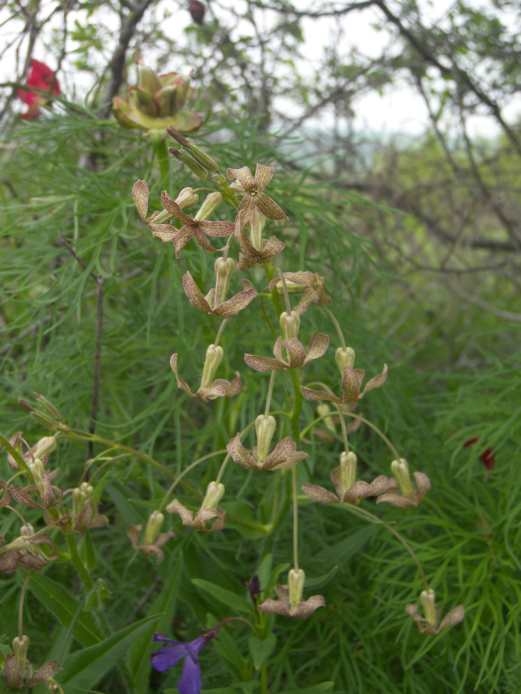 Image of Hesperis tristis specimen.