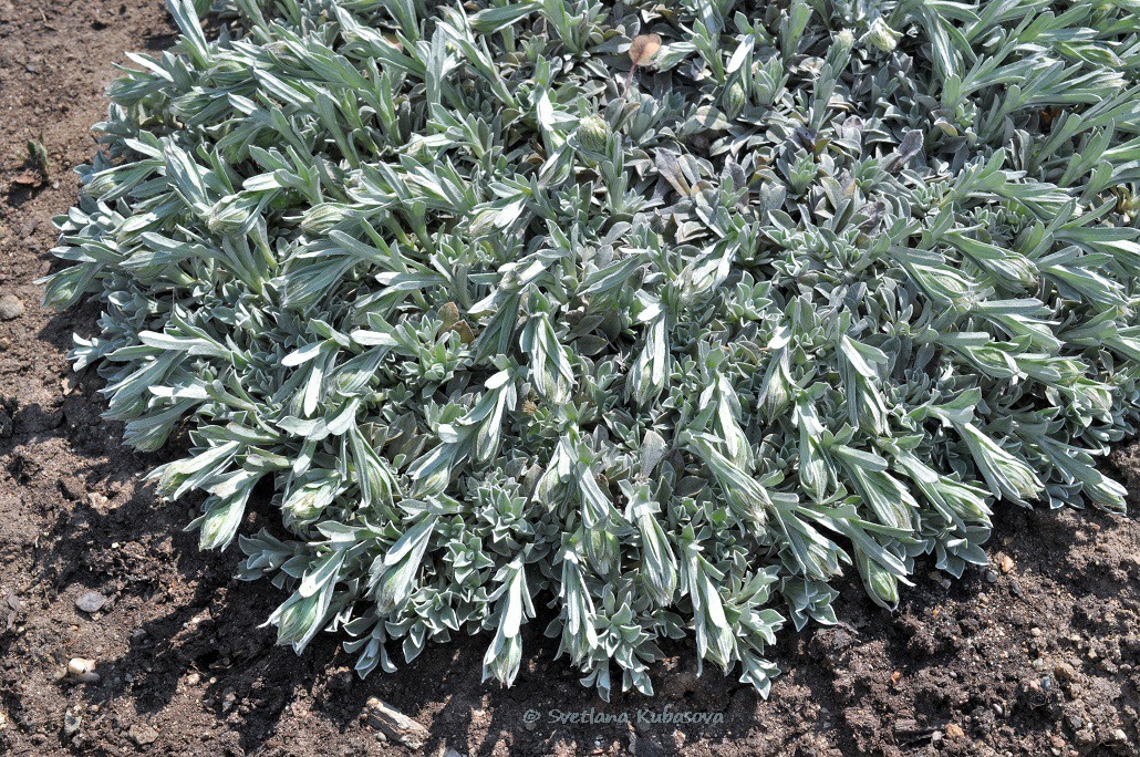 Image of Antennaria dioica specimen.