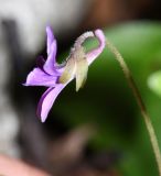 Image of taxon representative. Author is Вера Волкотруб