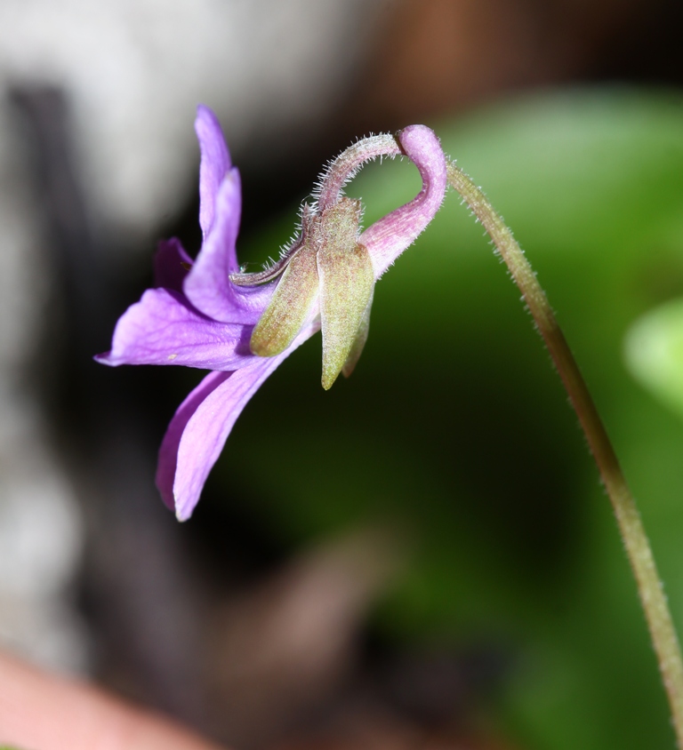 Image of Viola phalacrocarpa specimen.