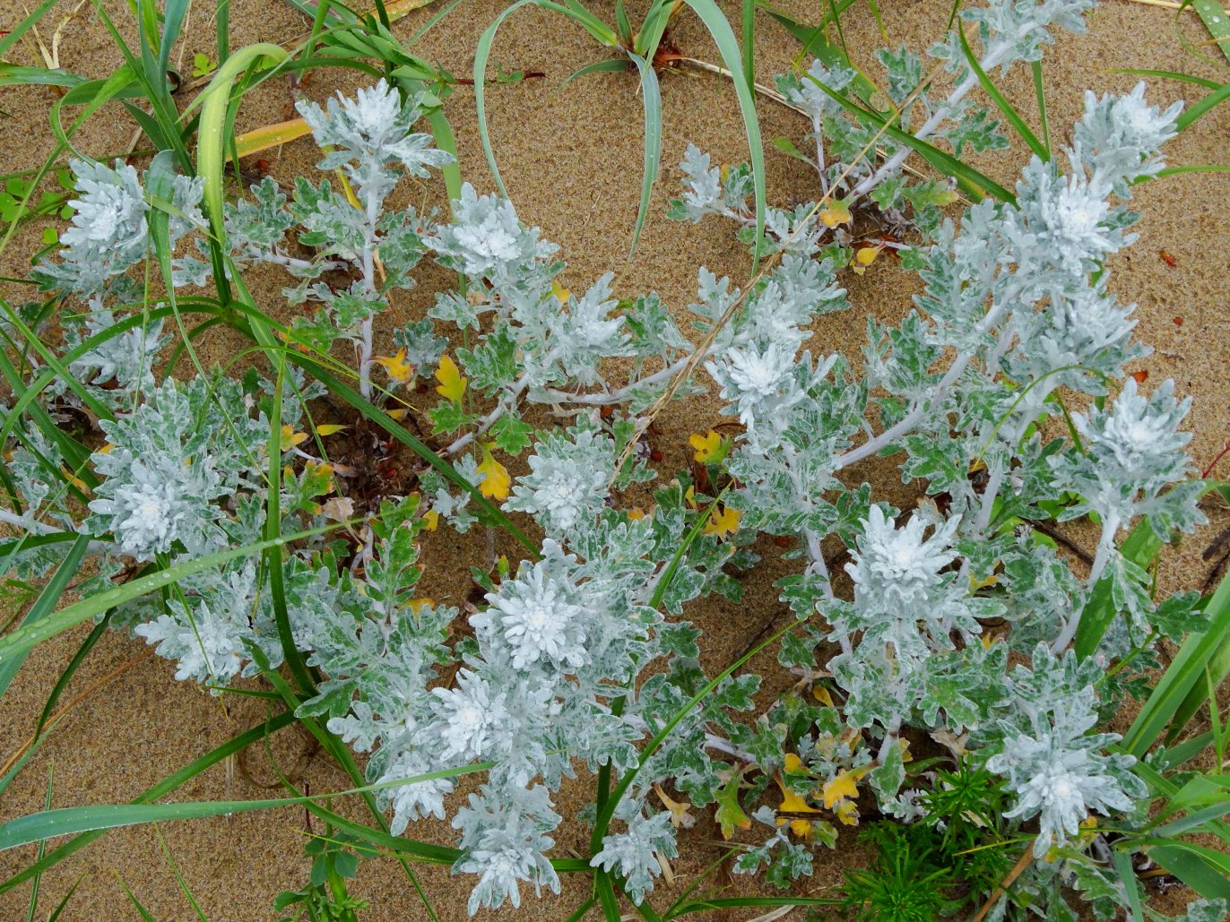 Image of Artemisia stelleriana specimen.