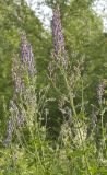 Aconitum septentrionale