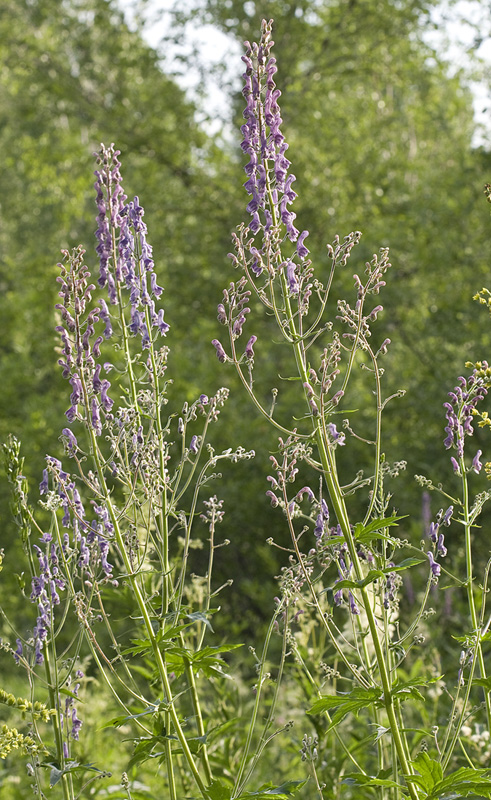 Image of Aconitum septentrionale specimen.