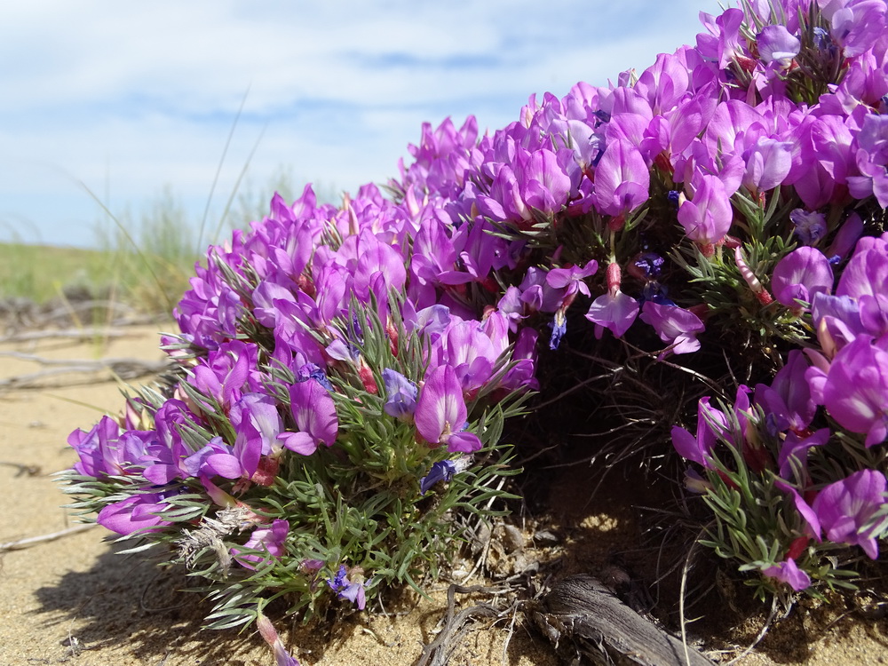 Image of Oxytropis aciphylla specimen.