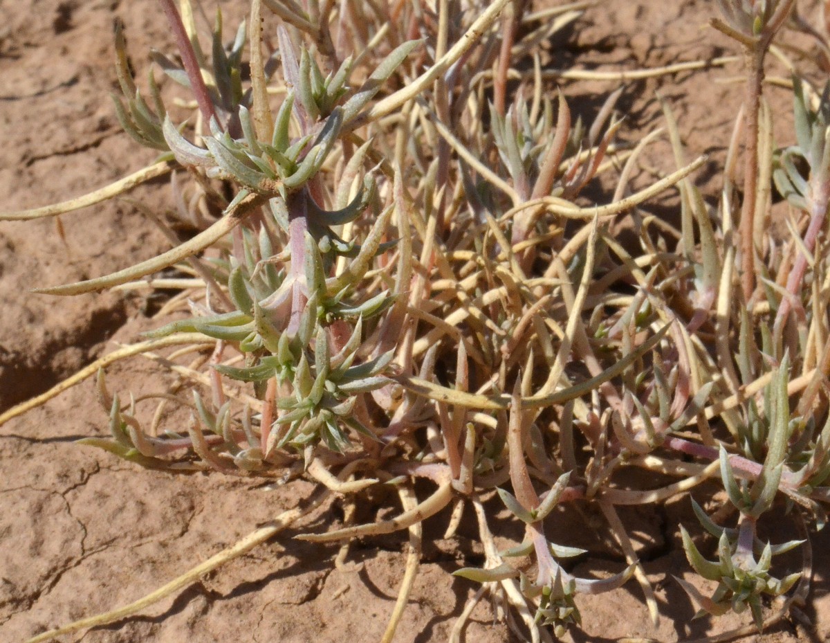 Image of Petrosimonia brachiata specimen.