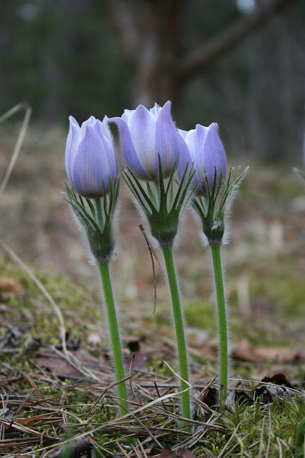 Изображение особи Pulsatilla patens.