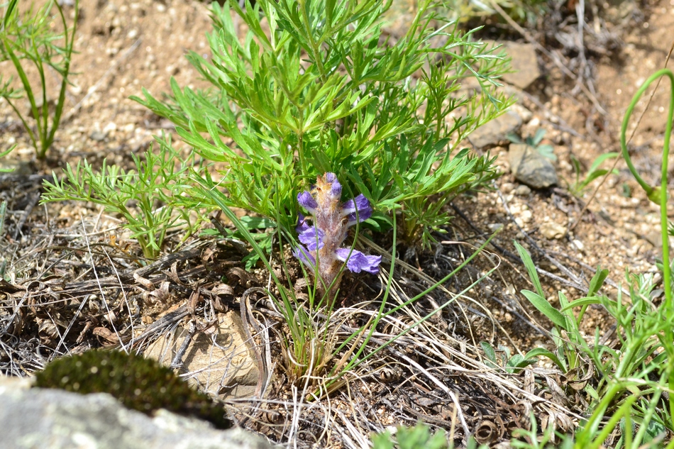 Изображение особи Orobanche coerulescens.