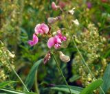 Lathyrus sylvestris