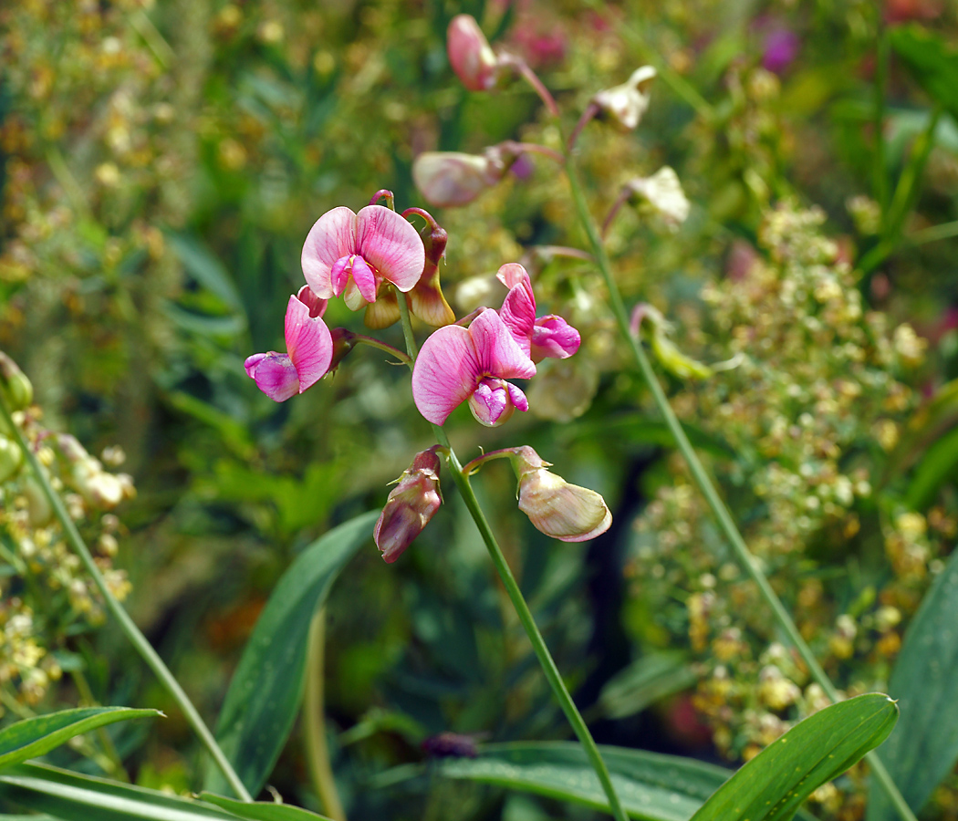 Изображение особи Lathyrus sylvestris.