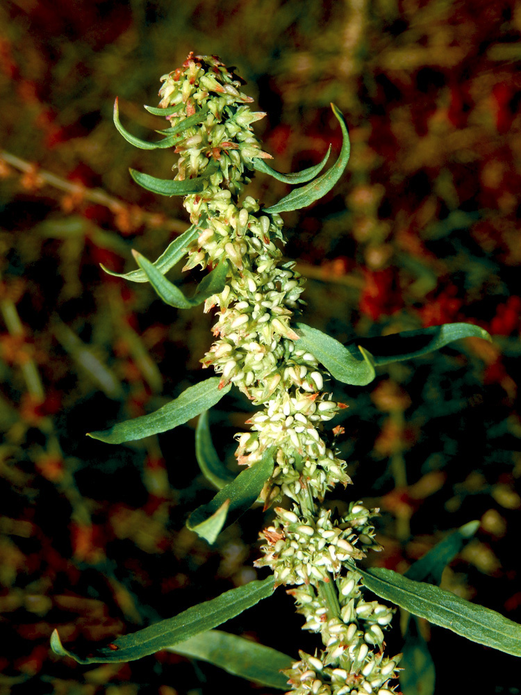 Image of Rumex halacsyi specimen.