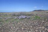 Matthiola fruticulosa разновидность bolleana. Цветущие растения на щебнистом участке предгорной равнины. Испания, автономное сообщество Канарские о-ва, о-в Фуэртевентура, провинция Лас Пальмас, муниципалитет Ла Олива, восточные окр. пос. Эль Котильо. 14.03.2016.