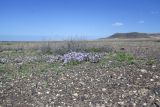 Matthiola fruticulosa var. bolleana