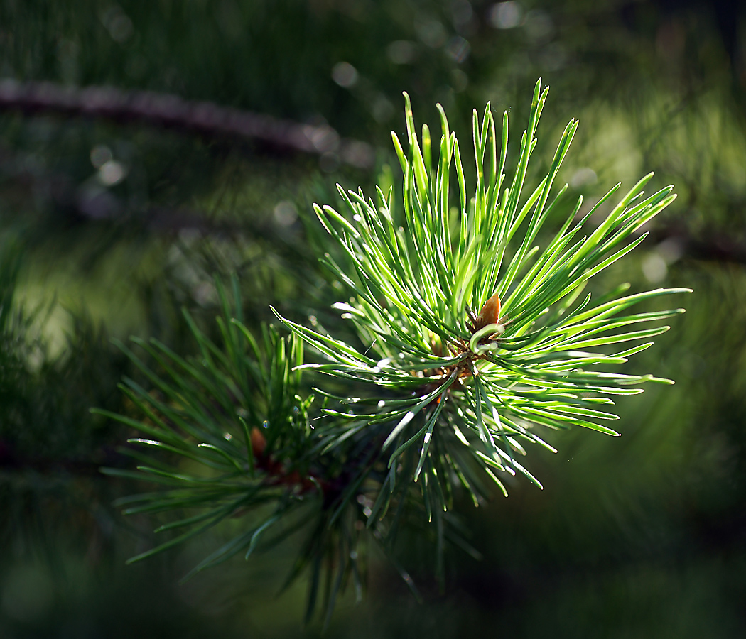 Сосна род хвойных. Pinus Sylvestris. Pinus Sylvestris Arseniy. Сеянцы сосны обыкновенной. 40. Pinus Silvestris.