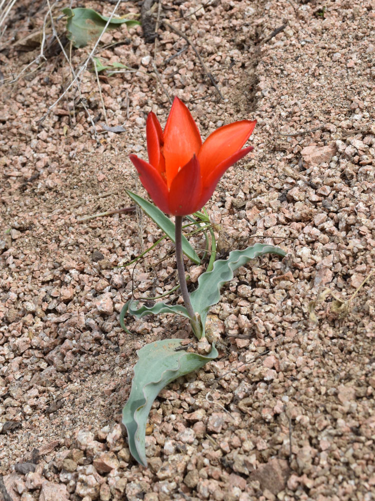 Изображение особи Tulipa butkovii.