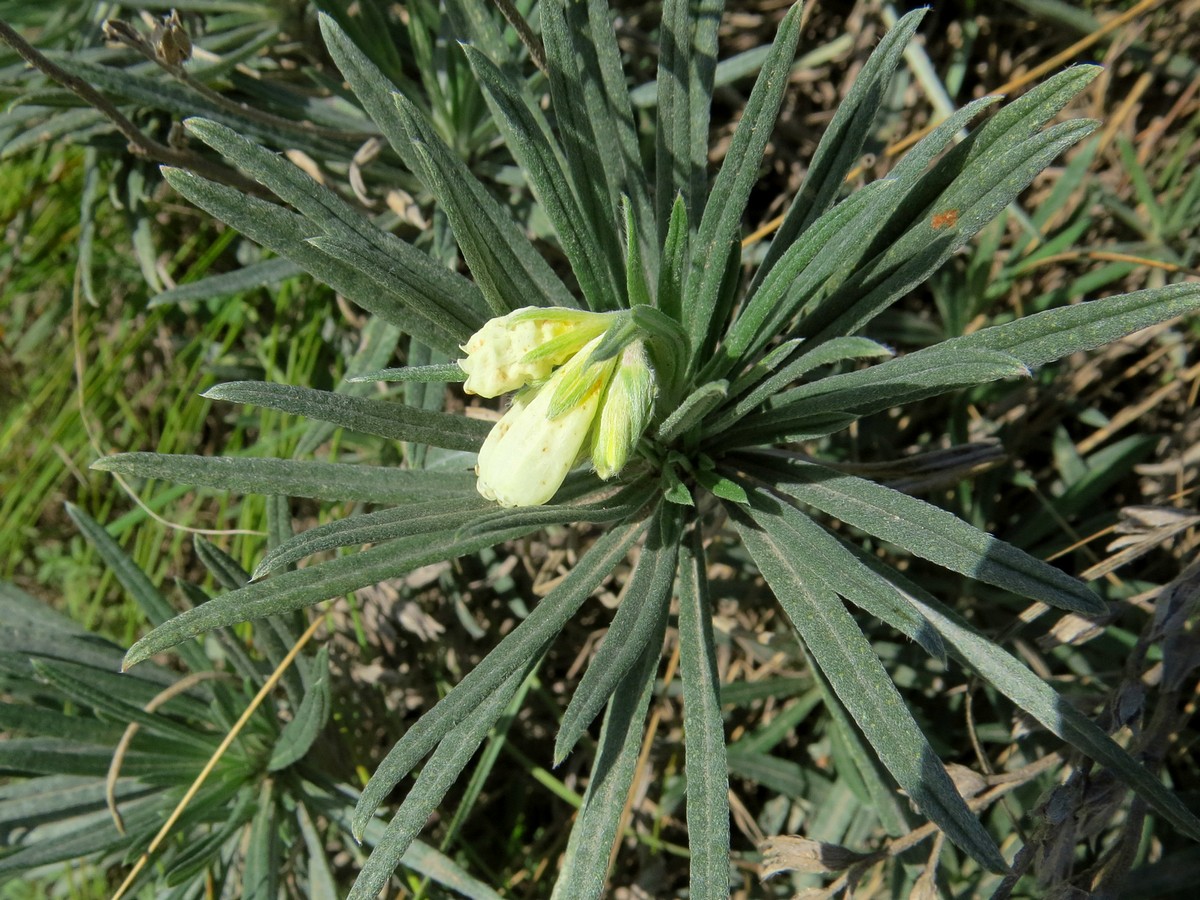 Image of Onosma tanaitica specimen.