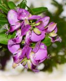 Polygala myrtifolia. Соцветие. Израиль, Шарон, пос. Кфар Шмариягу, в культуре, во дворе. 15.04.2015.