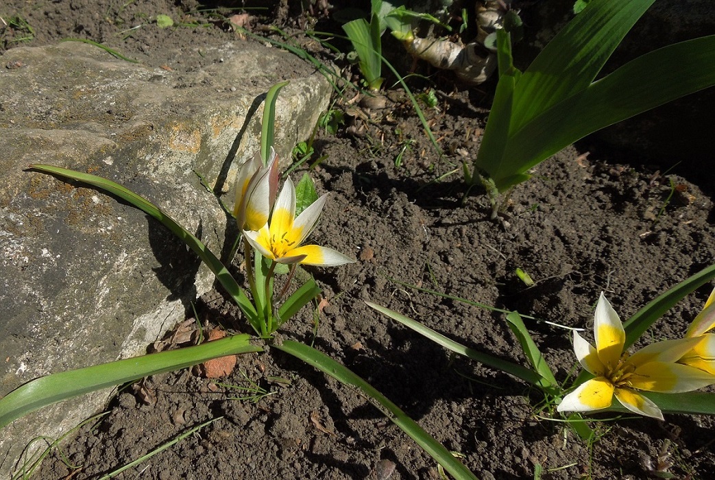 Image of Tulipa tarda specimen.