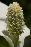 Calla palustris