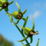 Campanula rapunculoides