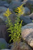 Solidago canadensis. Цветущее растение (на соцветиях - двукрылые). Ленинградская обл., Приозерский р-н, окр. г. Приозерск, берег Ладожского оз., между валунами. 21.08.2016.