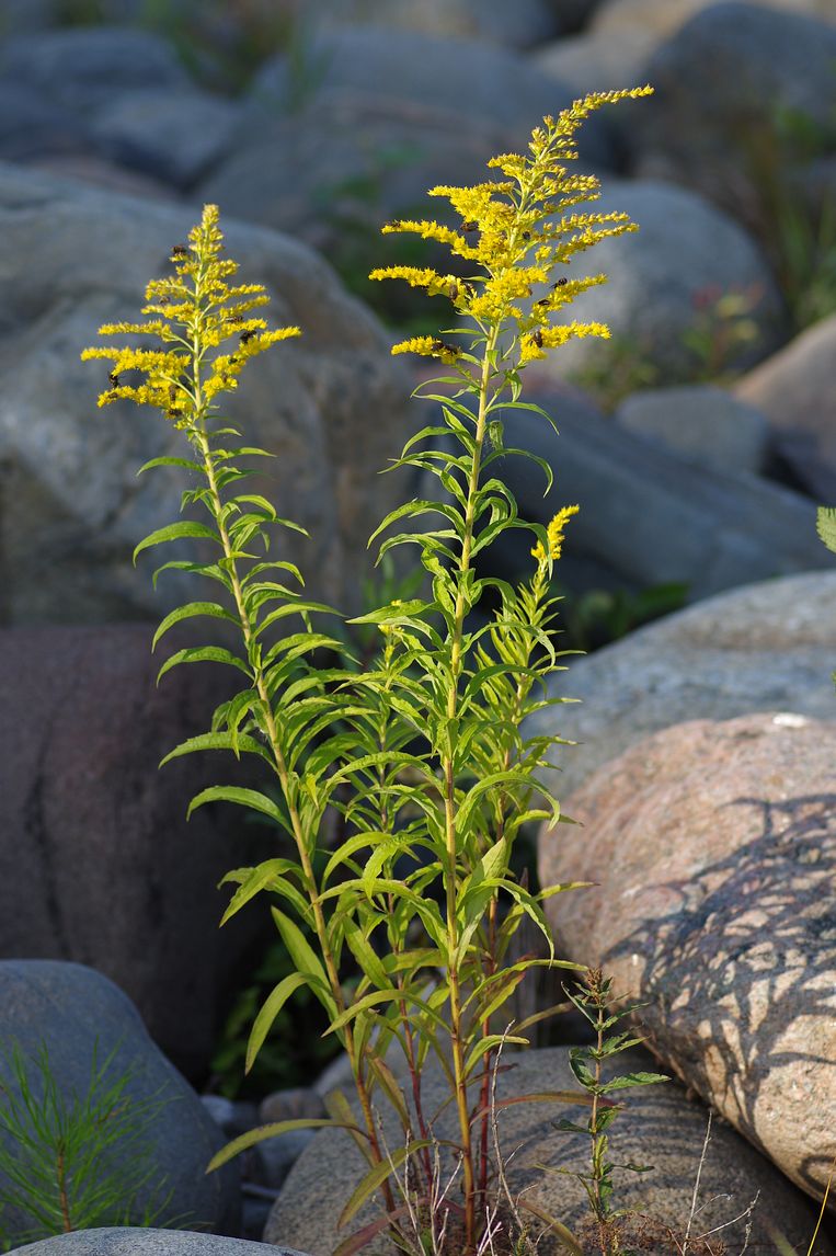 Image of Solidago canadensis specimen.