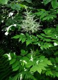 Aruncus sylvestris