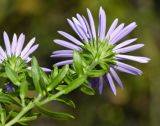 Heteropappus variety villosus