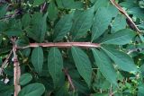 Euonymus sacrosanctus. Часть ветви. Владивосток, Ботанический сад. 12.09.2016.