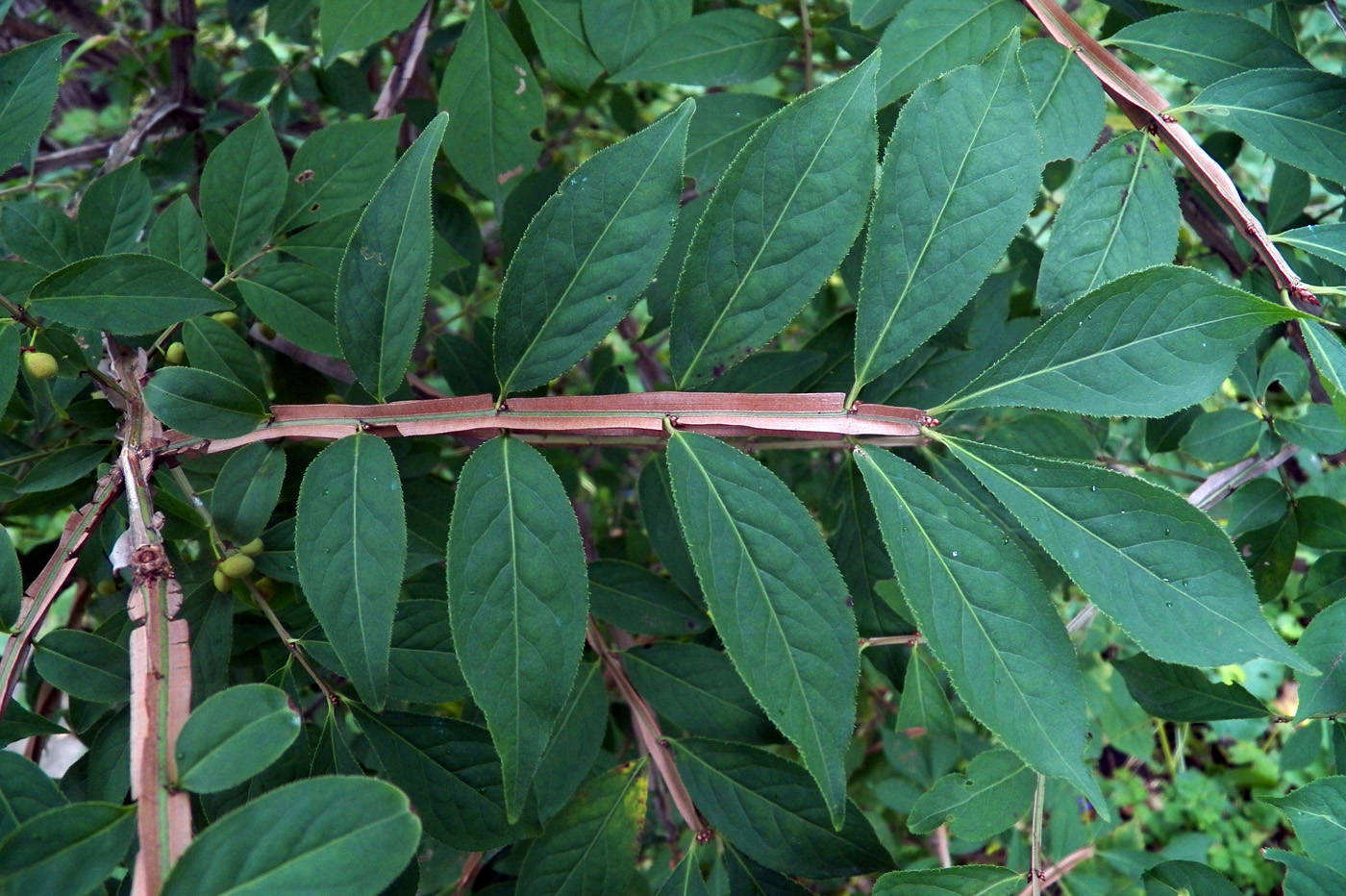 Изображение особи Euonymus sacrosanctus.