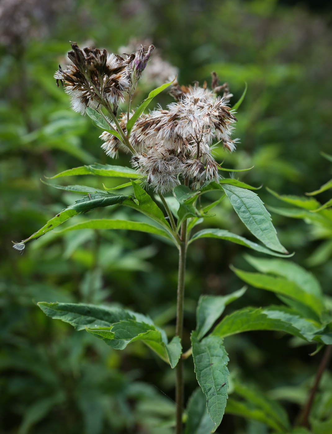 Image of Eupatorium cannabinum specimen.