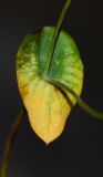 Bupleurum subovatum
