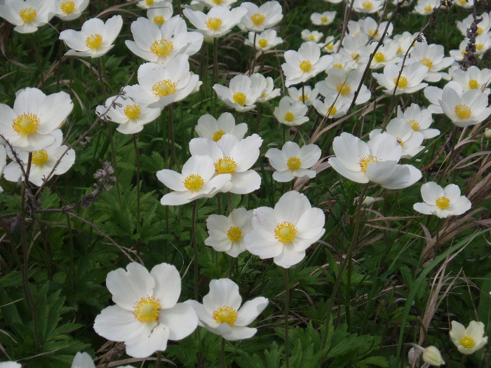 Изображение особи Anemone sylvestris.