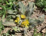 Inula rhizocephala