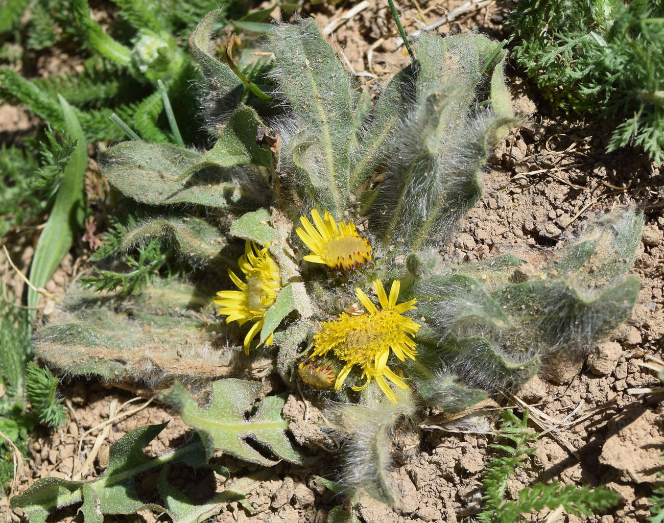 Изображение особи Inula rhizocephala.